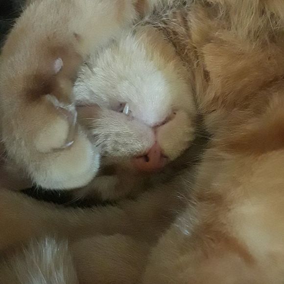 Meet your Posher, Dana - Picture 1 of 1